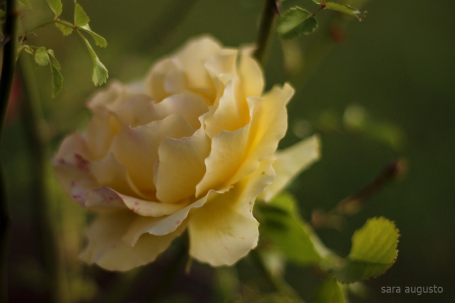 6 yellow rose sara augusto